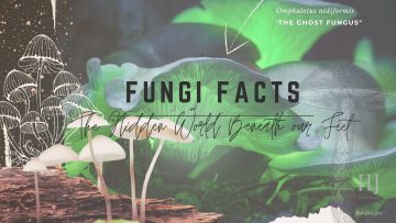 2021-Banner-2-Fungi-Facts.jpg