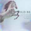 Wild-and-free-2.jpg